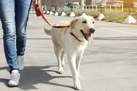 Loose Leash Walking