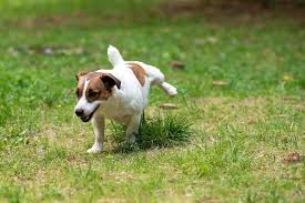 Pee Training