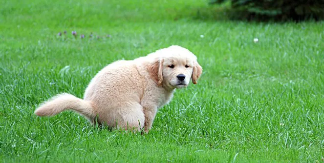 Potty Training