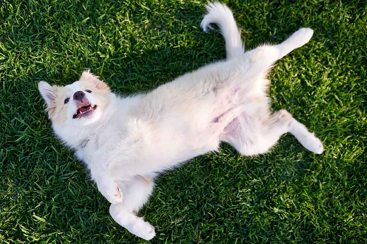 Roll Over
