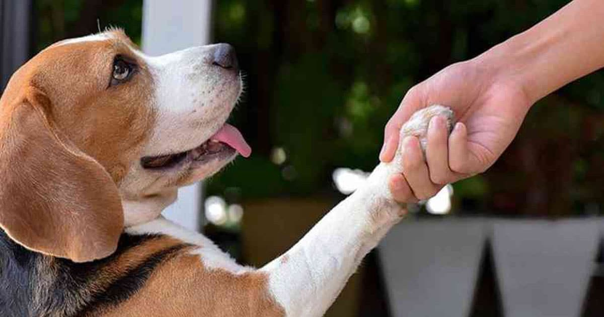 Shake Hand